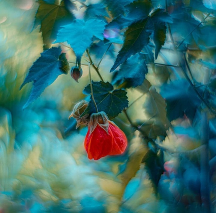 #bokeh