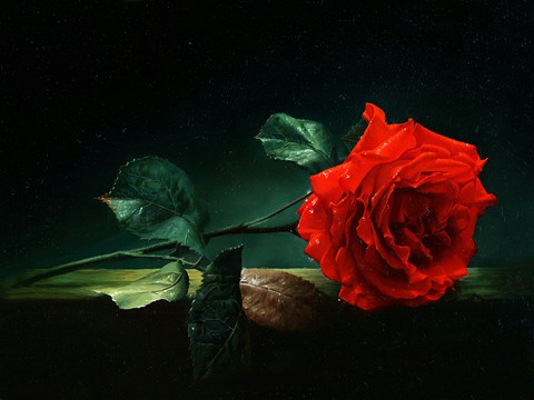 With Love, For You ❤