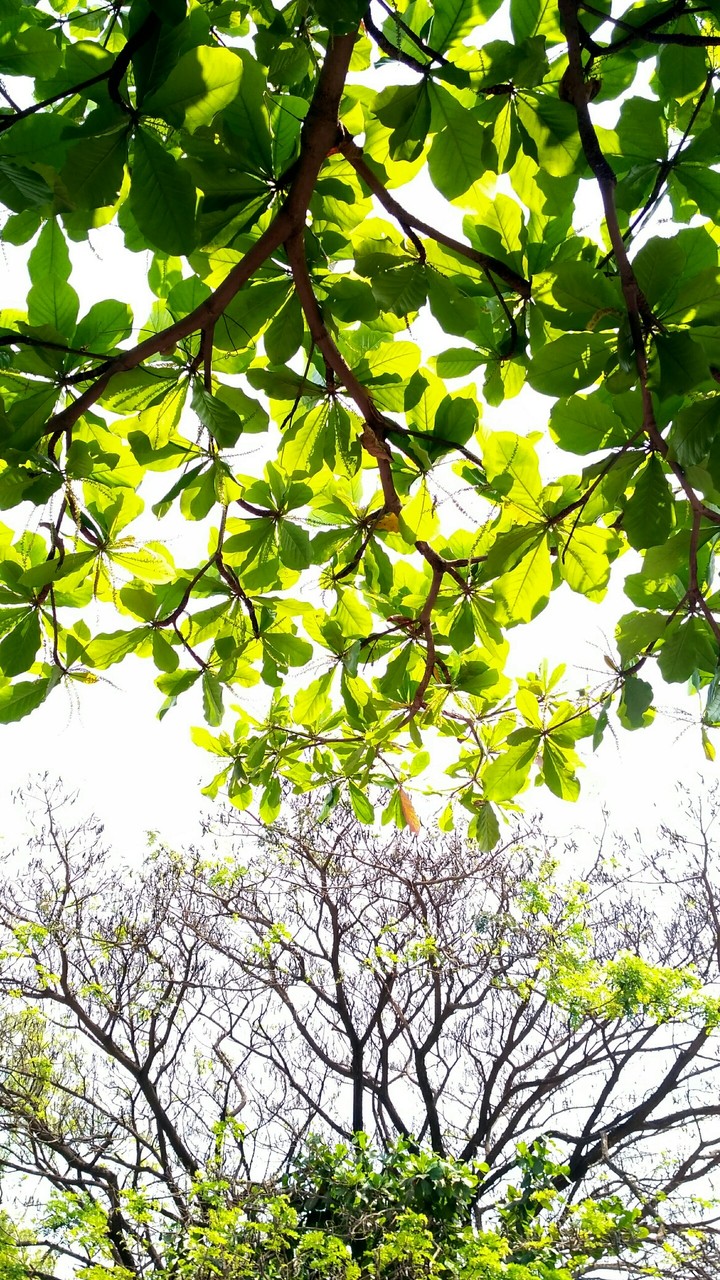 lush green