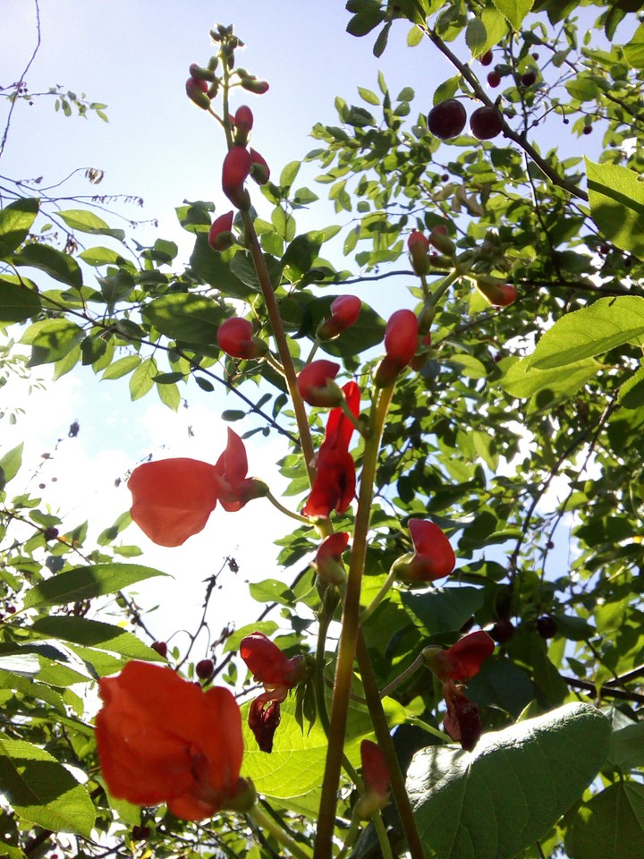 ☀