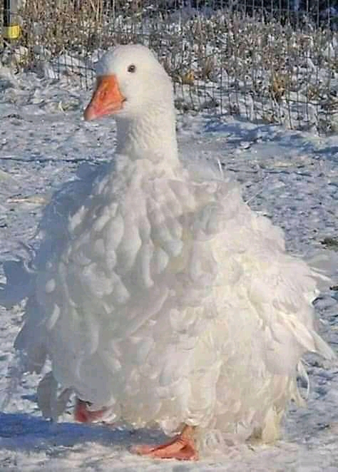 duck withe