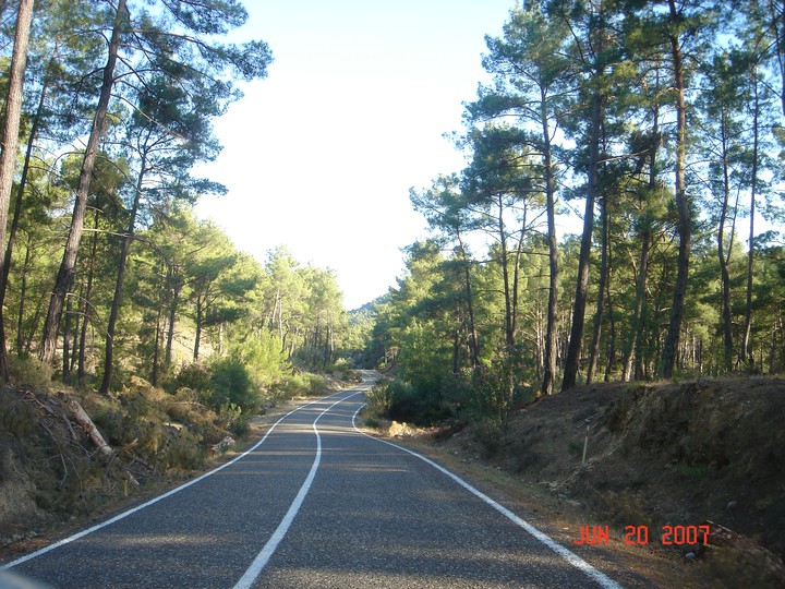 Forest road