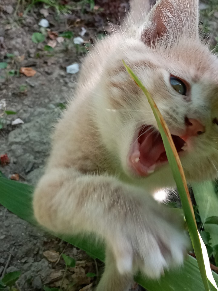 Cute Cat