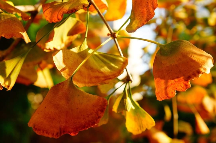 Autumn sunshine