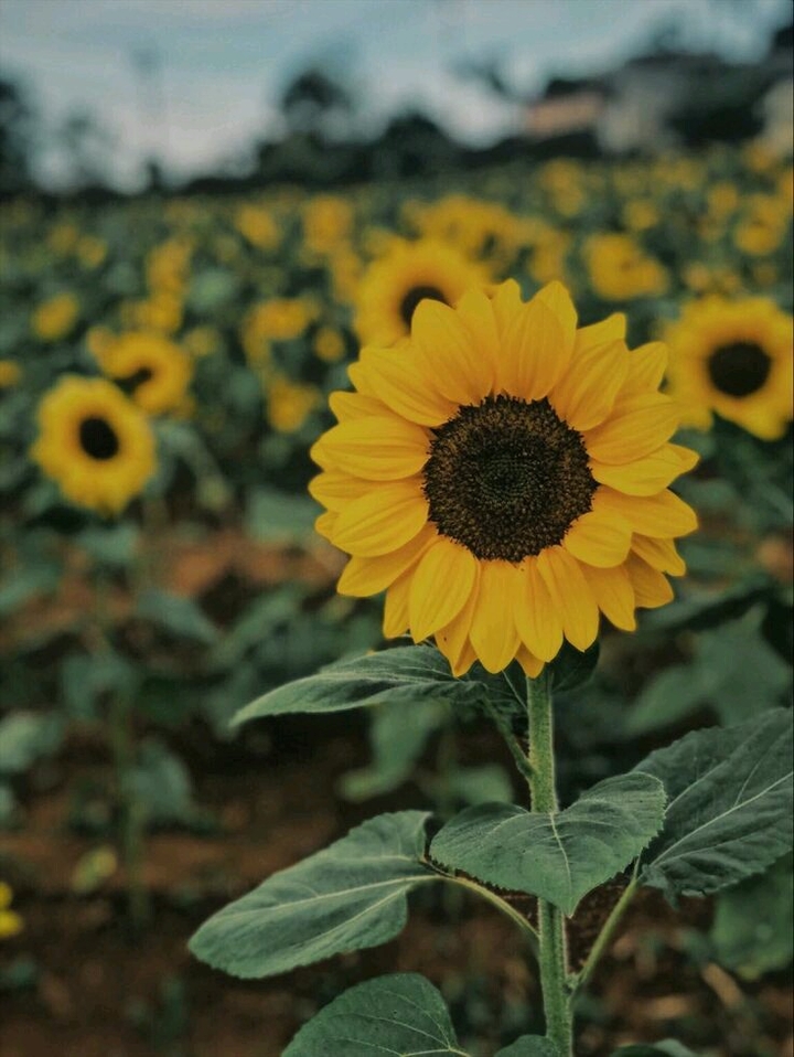 flwer