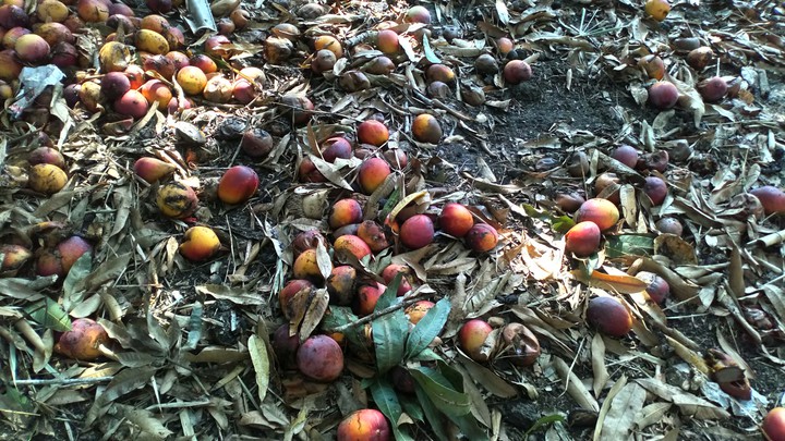 mangos