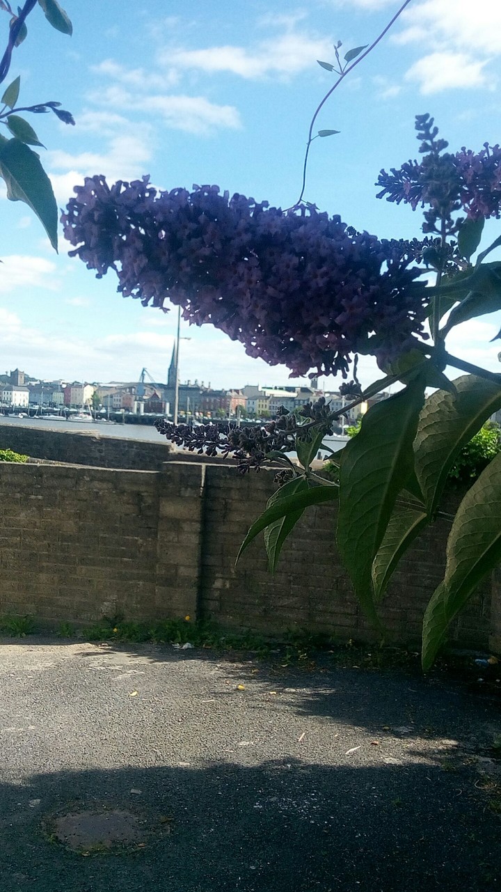 Waterford