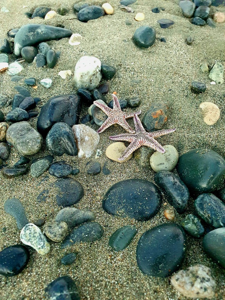 starfish