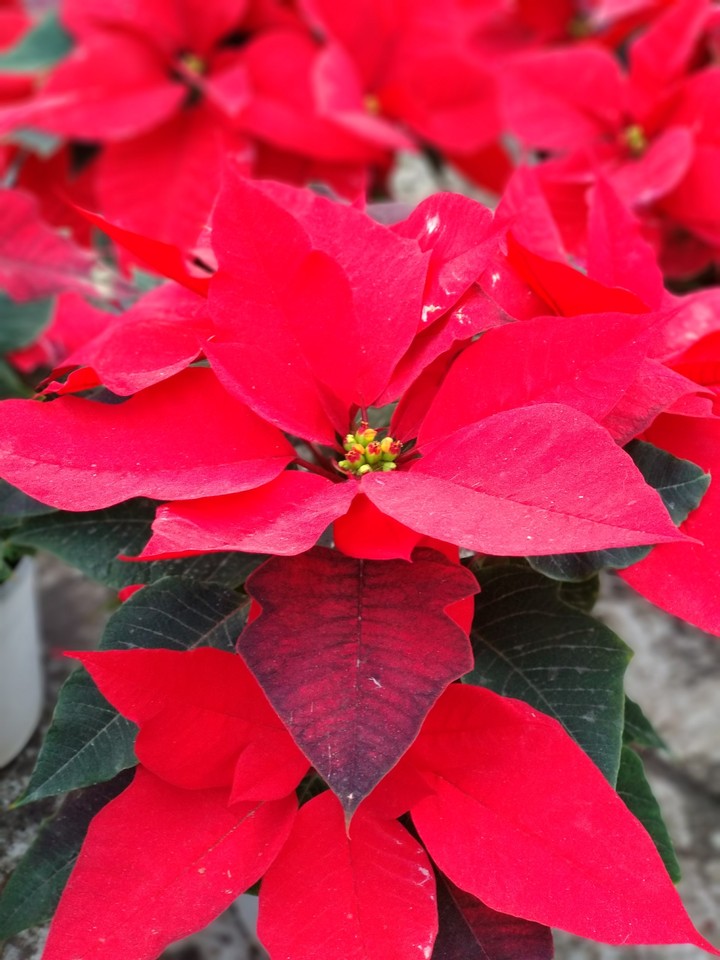 Christmas Flower