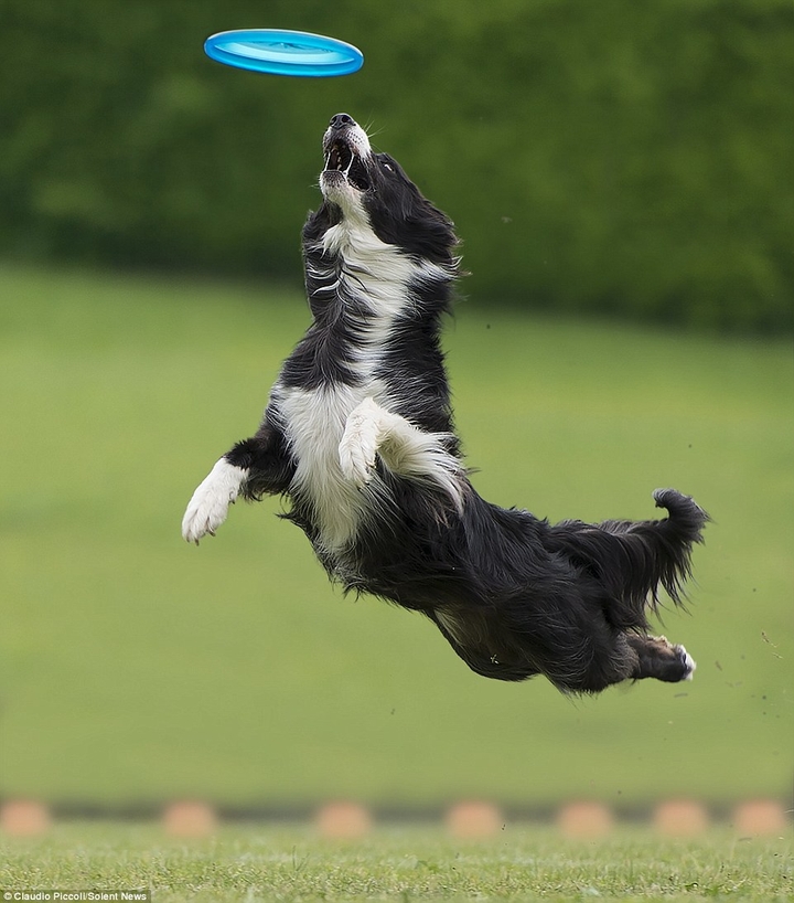 Because There Is No Better Dog