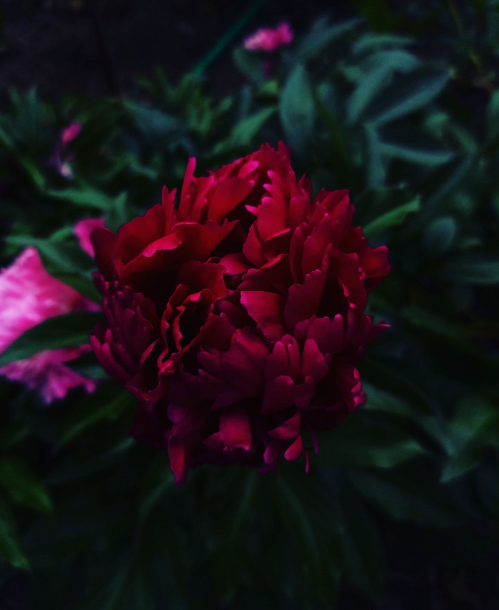 peony