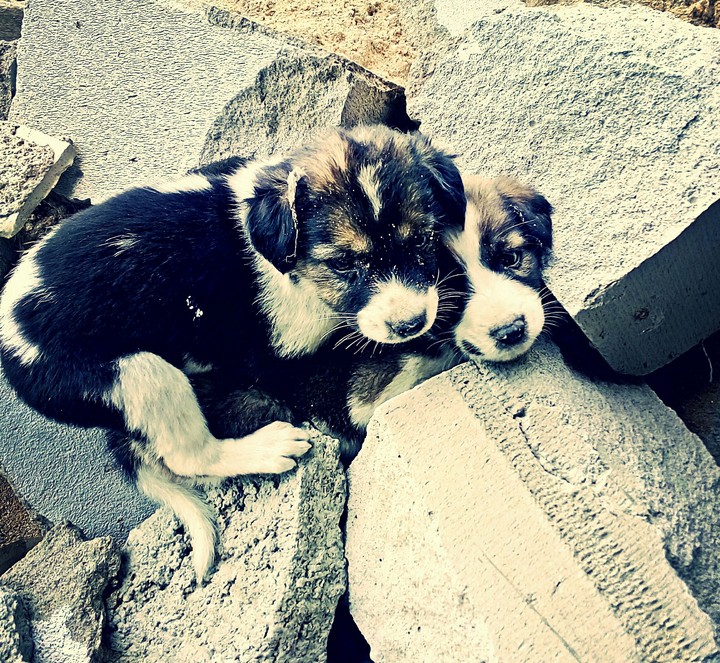 puppies love