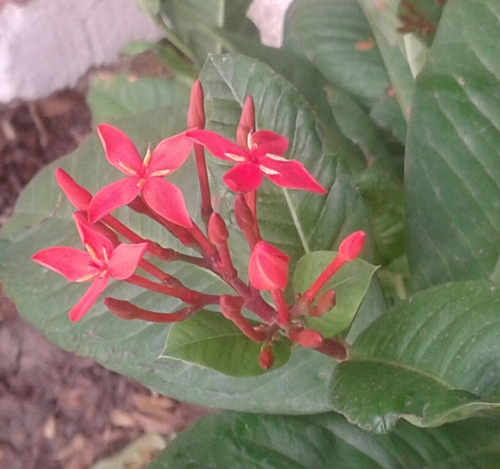 flower