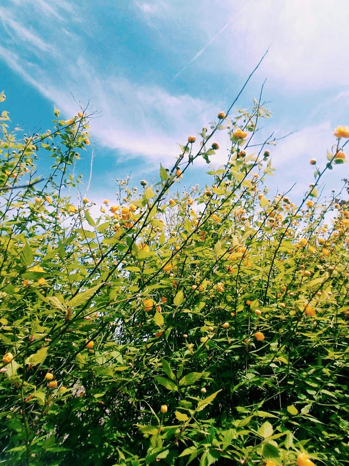 yellow flower