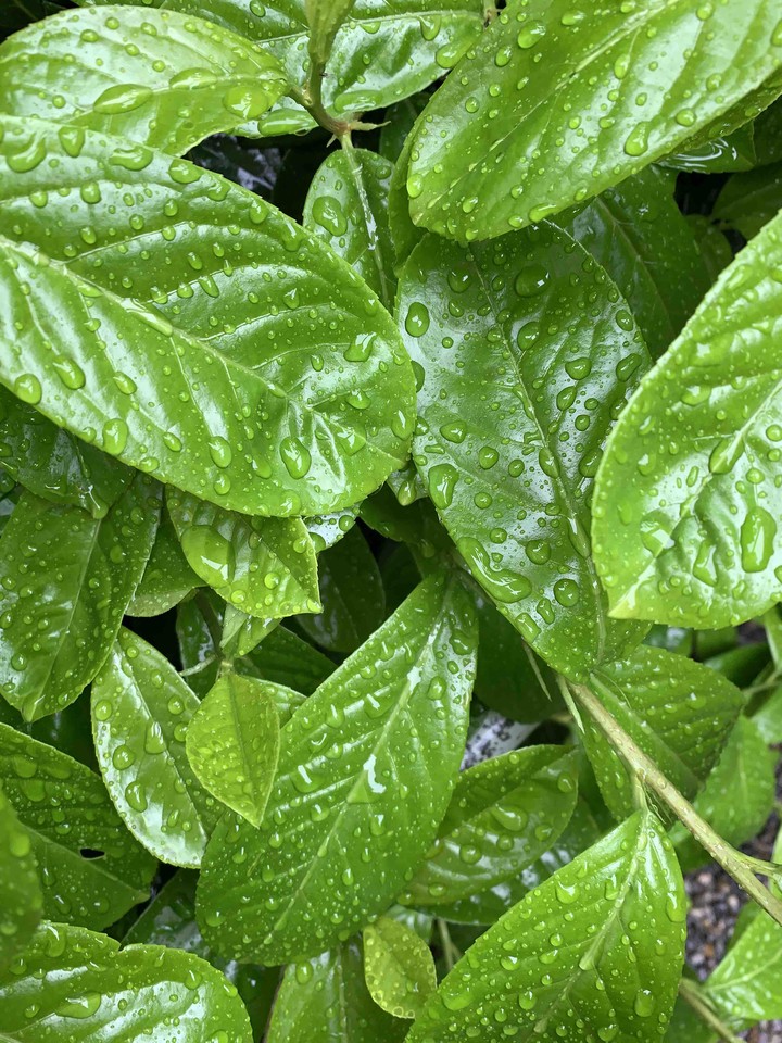 Green is all what I have