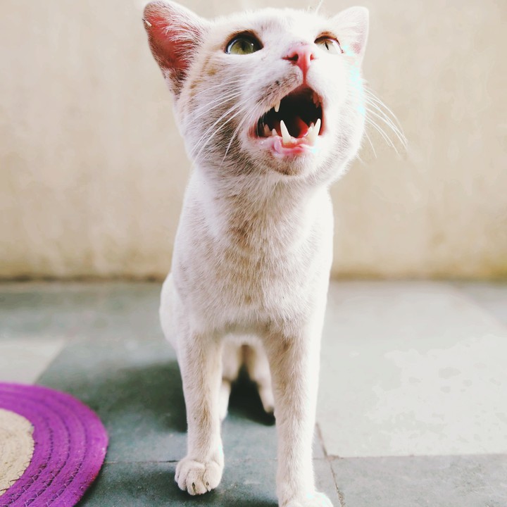 The Angry cat