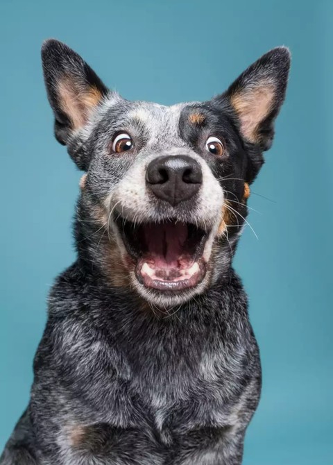 fonds d'écran dog, snout