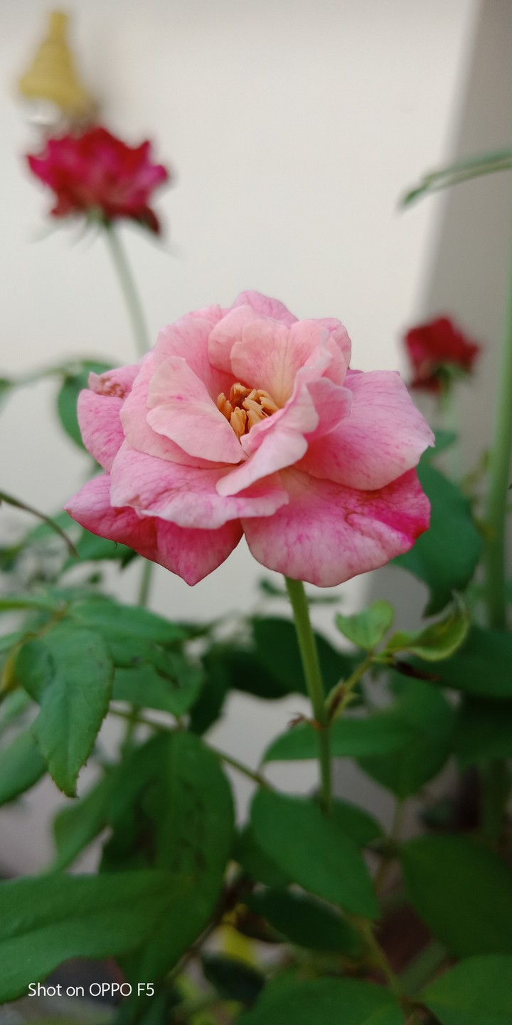 rose.....