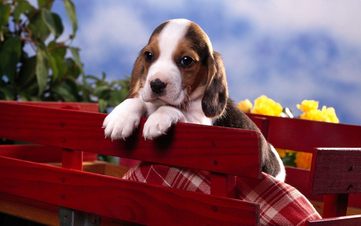 dog