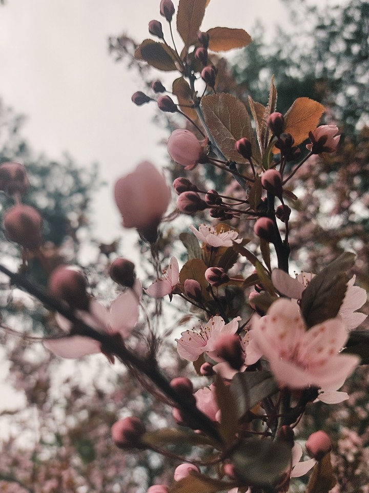 Spring in Kiev