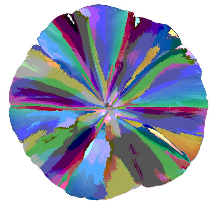 colourful flower abstract