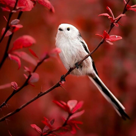 sfondi bird, twig
