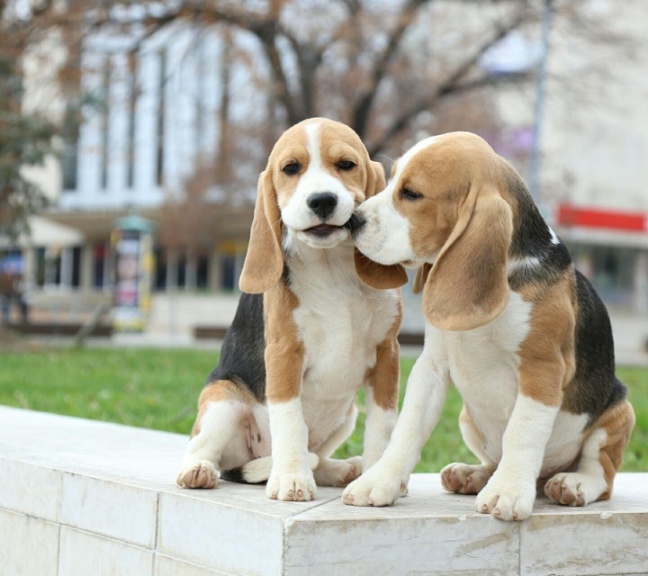 dogs