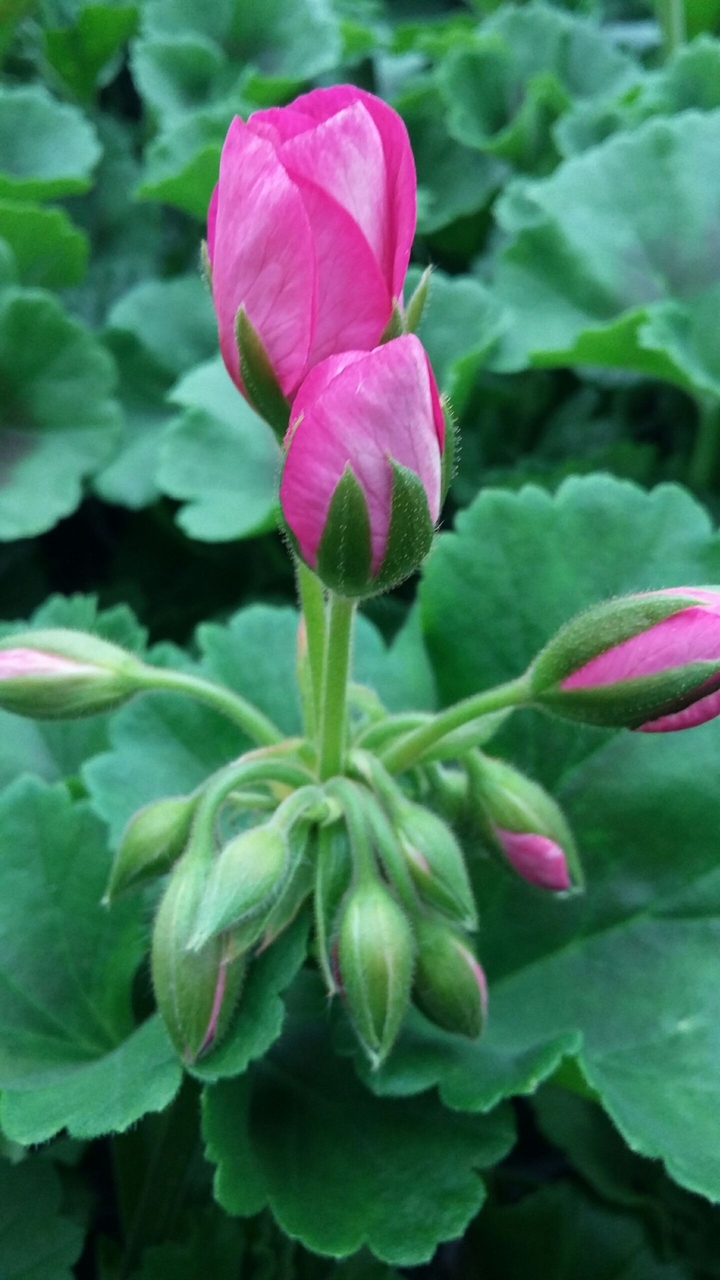 Pink geranium