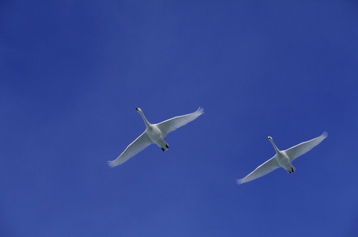 Birds