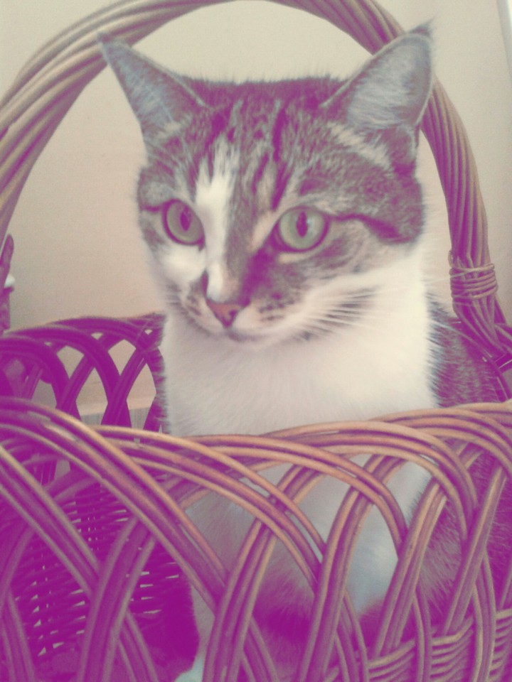 Sweet Cat