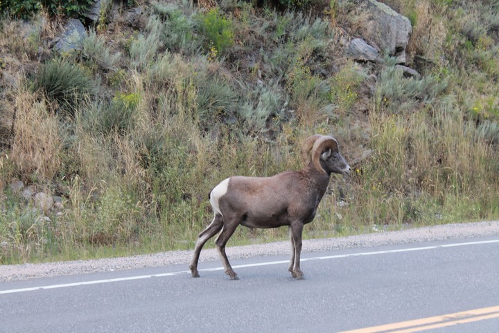 Big Horn Sheep
