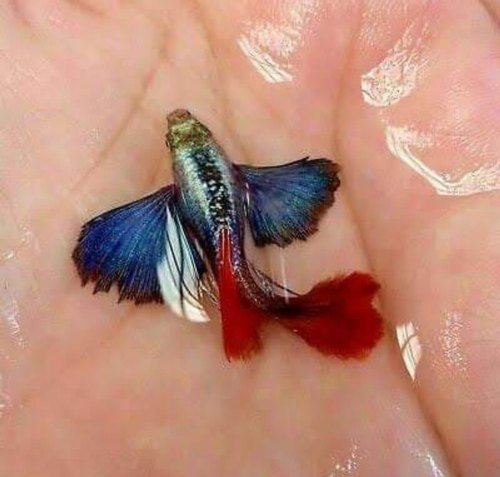 Guppy fish.
