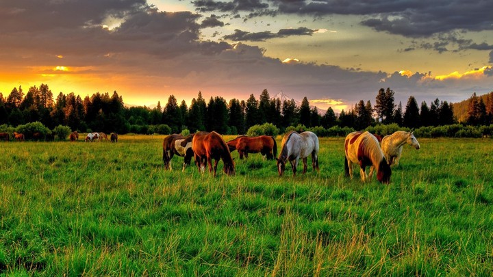 horses
