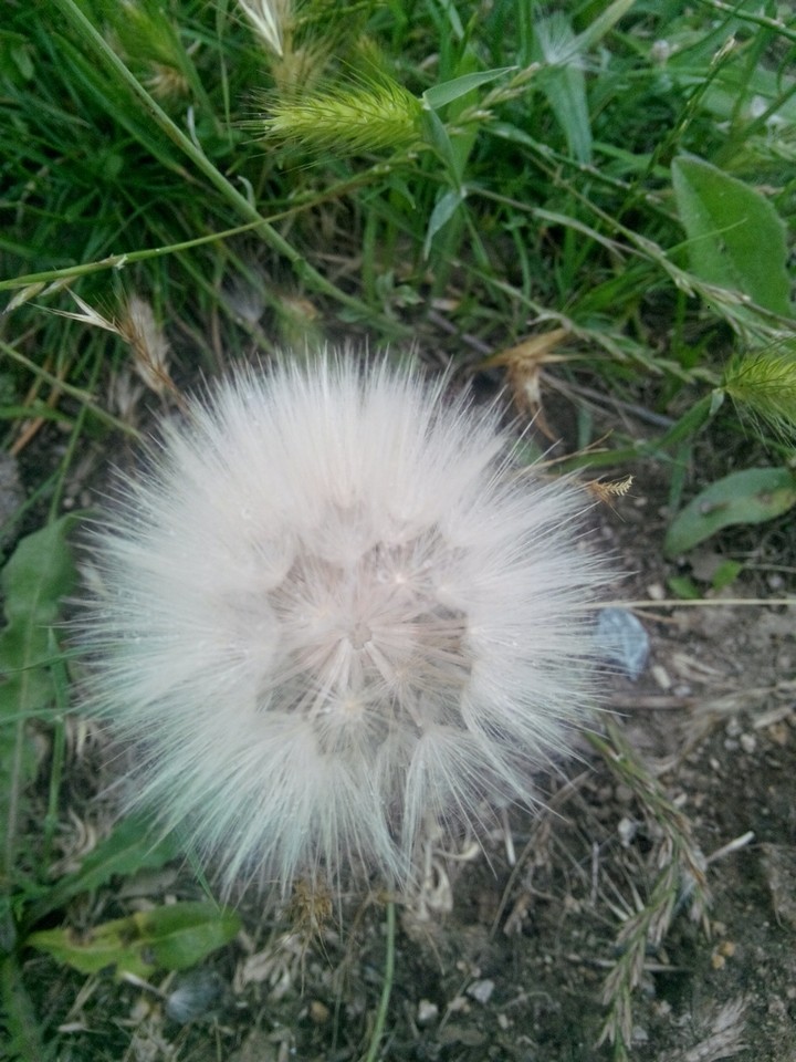 Dandelion