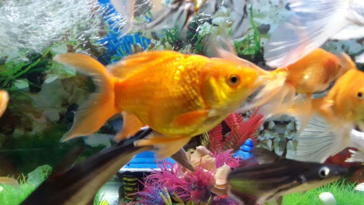 Goldfish
