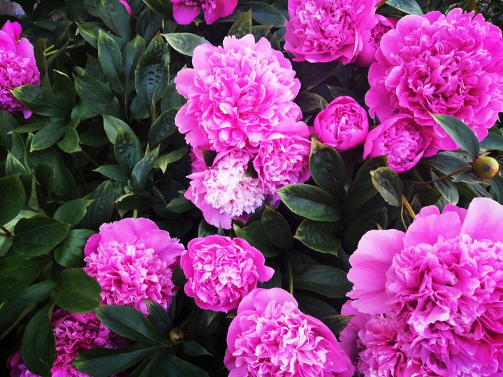 peonie