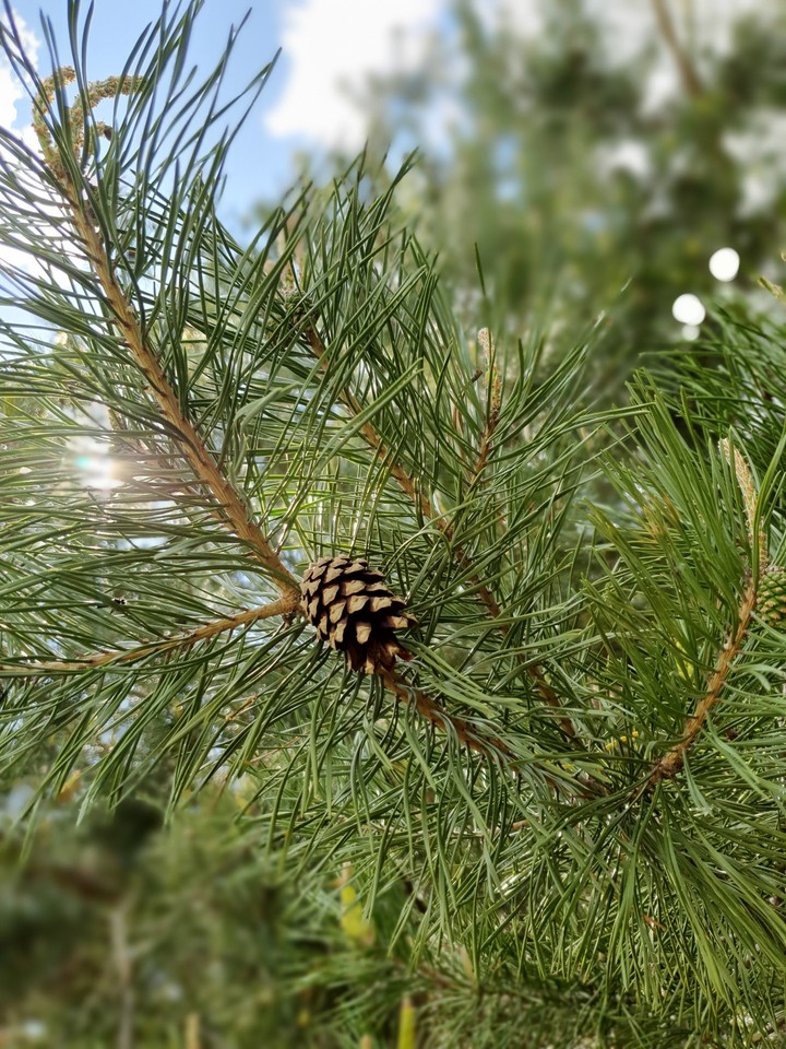 wood