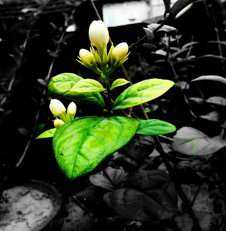 Black & White & Green
