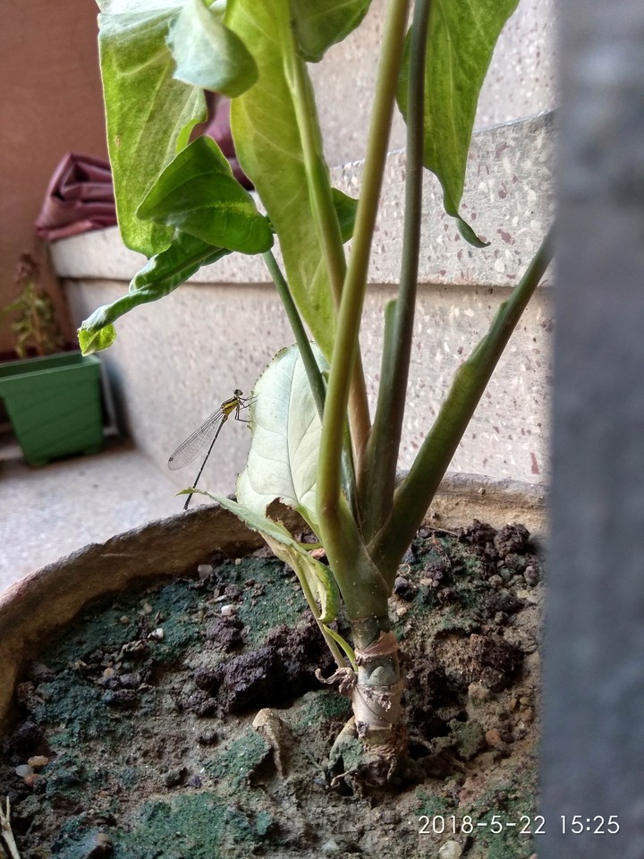 Dragon fly