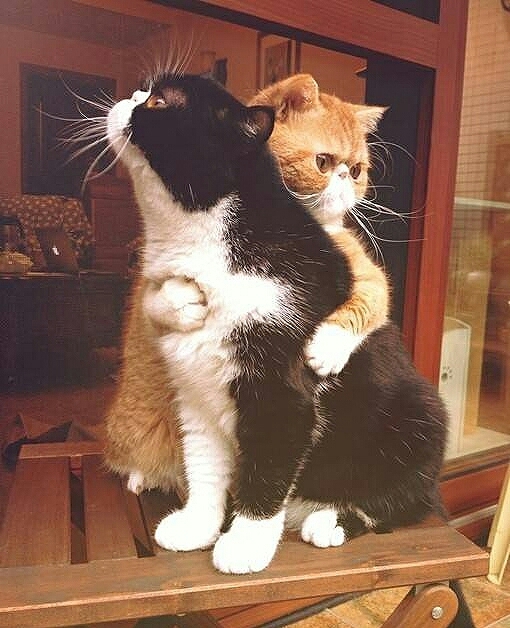 SK～Cat、 Romantics、Love
