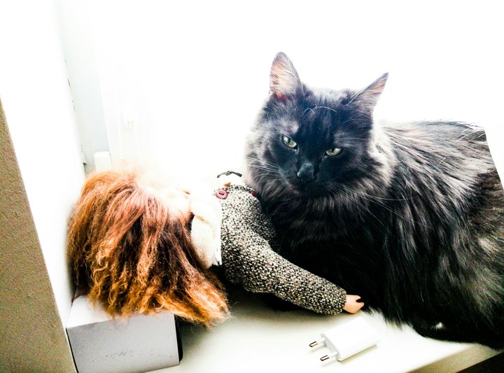A Cat and a Doll
