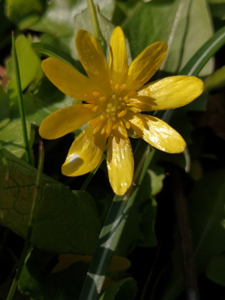 Scharbockskraut, Feigwurz, Ranunculus ficaria
