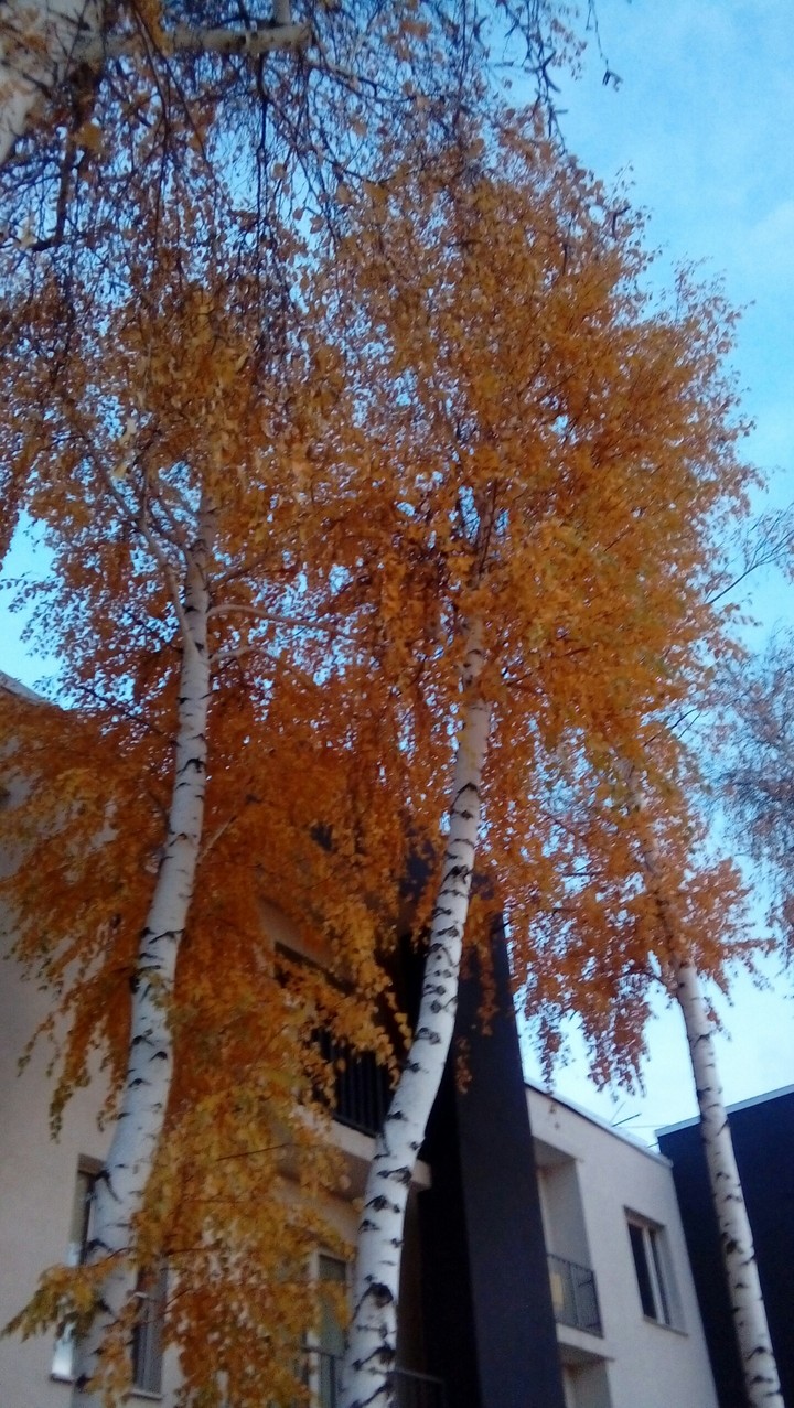 Natur