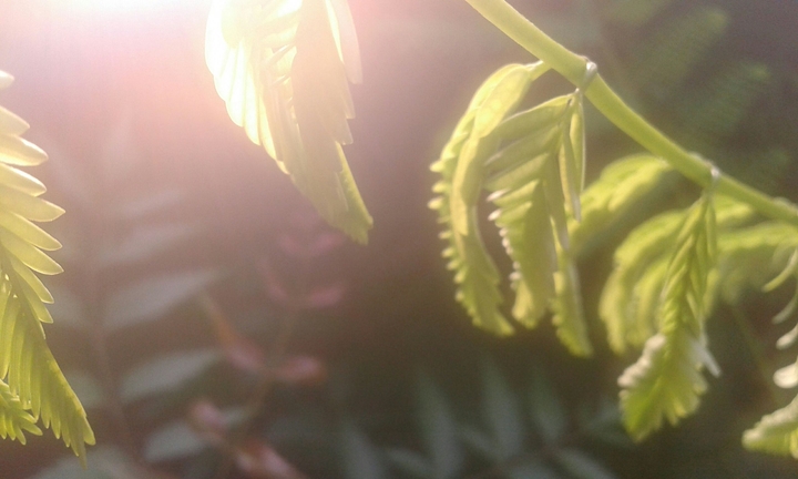 leaf