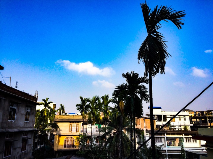 Palms