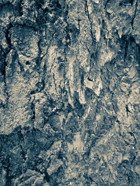 No_f_s