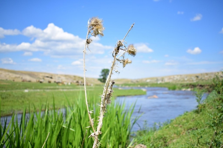 grass