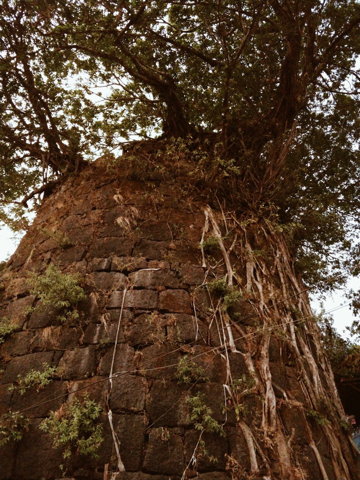 Ancient tree