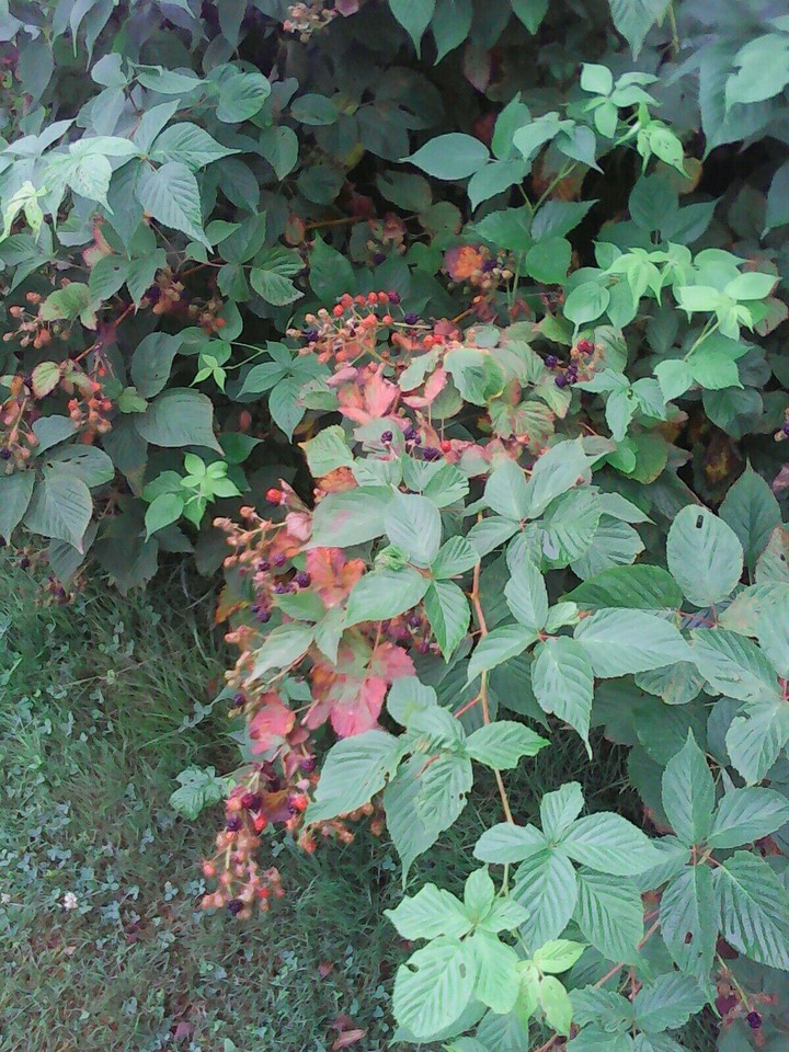Blackberry Bush