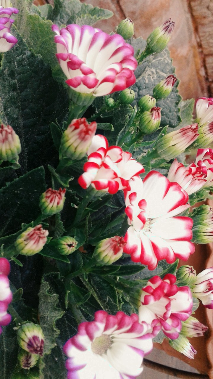White and Red!